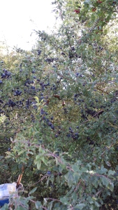 Sloes on blackthorn tree
