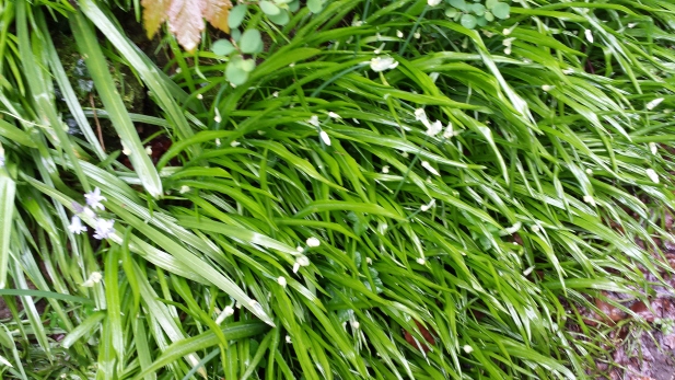 Three Cornered Garlic, Allium Triquetrum
